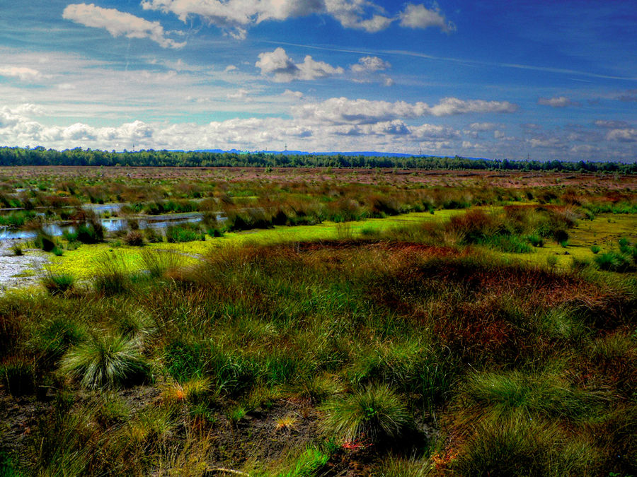 renaturiertes moor