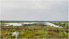 Renaturiertes Moor