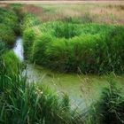 Renaturierung - Moorlandschaft