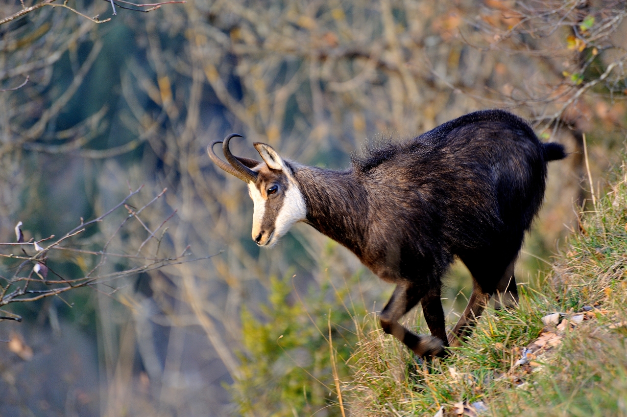 Rencontre à Bourg de Sirod - Jura