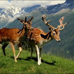 rencontre à Merlet (au-dessus des Houches 74)