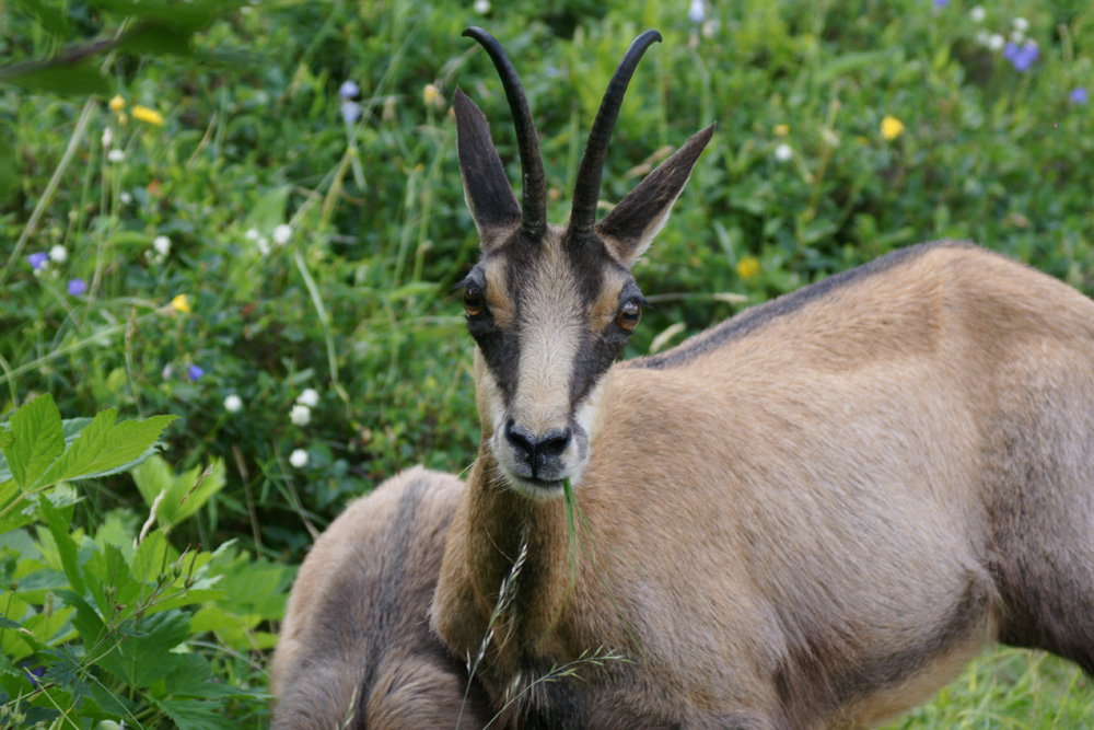 rencontre alpestre