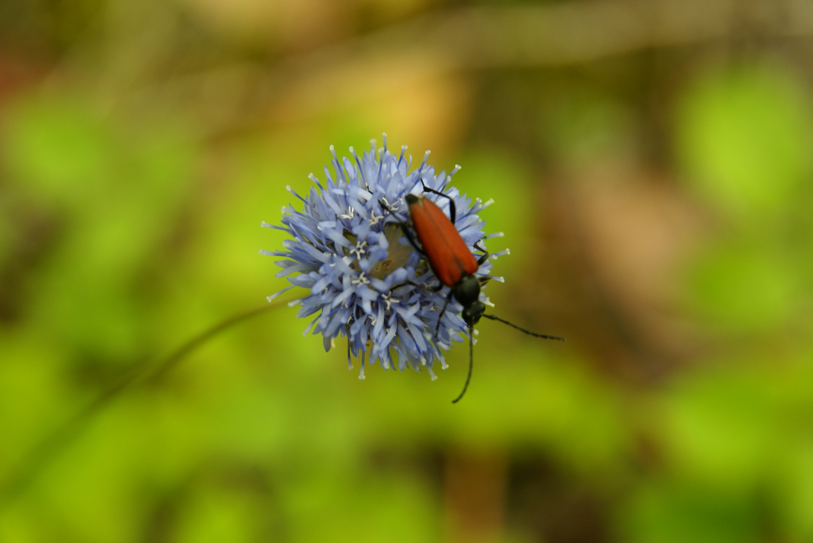 rencontre au bord du chemin