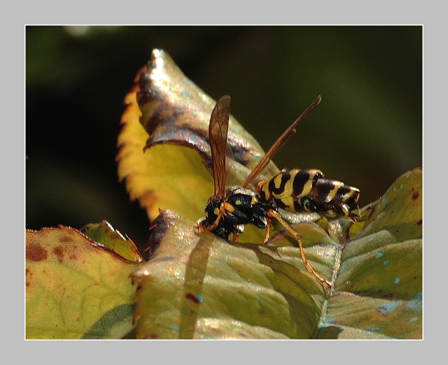 " Rencontre au coin de la feuille " 2