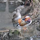 Rencontre au coin du pont .....!