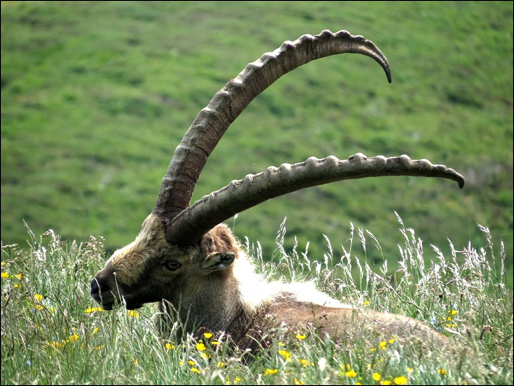 Rencontre au col de Bise (74)