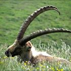 Rencontre au col de Bise (74)