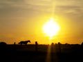 Rencontre au Crépuscule de bichette 