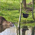 Rencontre au marais.