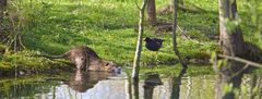 Rencontre au marais.