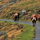 Rencontre au Pays Basque