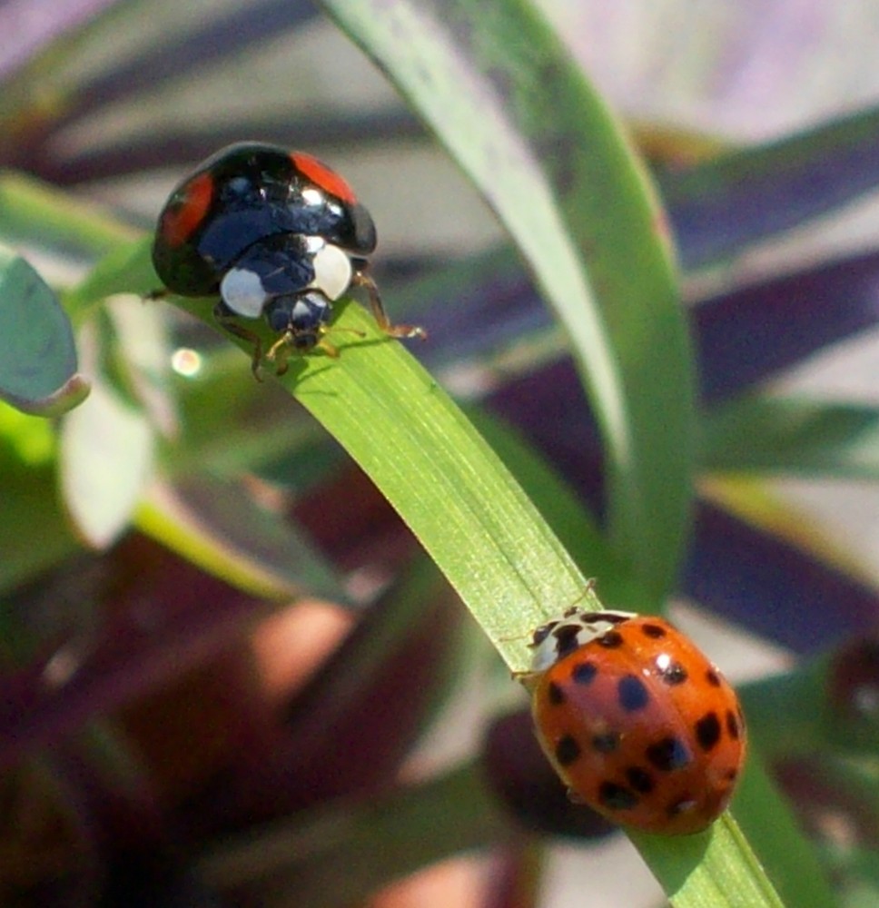 rencontre au sommet