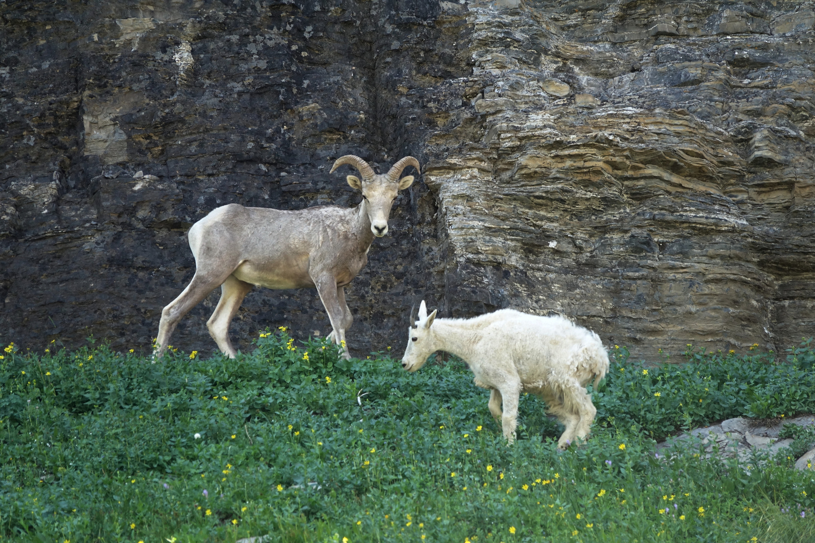 rencontre au sommet - Mountain Goats*Sheep