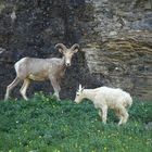 rencontre au sommet - Mountain Goats*Sheep