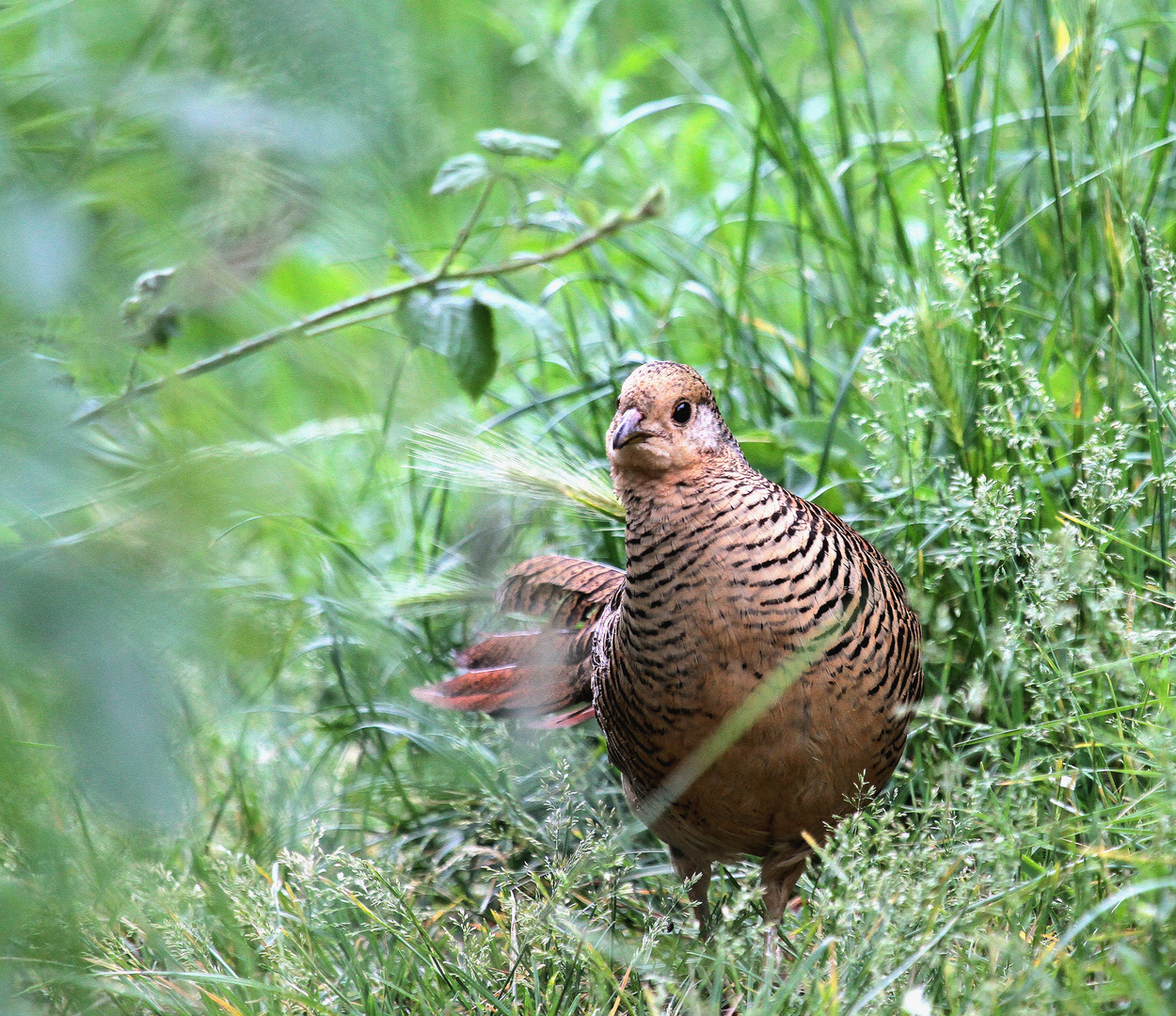 rencontre avec 1 poule faisane