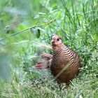 rencontre avec 1 poule faisane