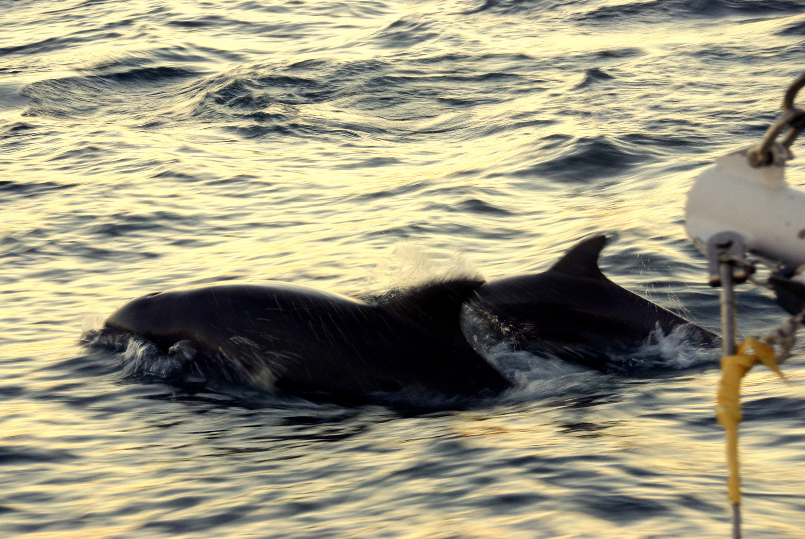 rencontre avec des grands dauphins