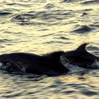 rencontre avec des grands dauphins