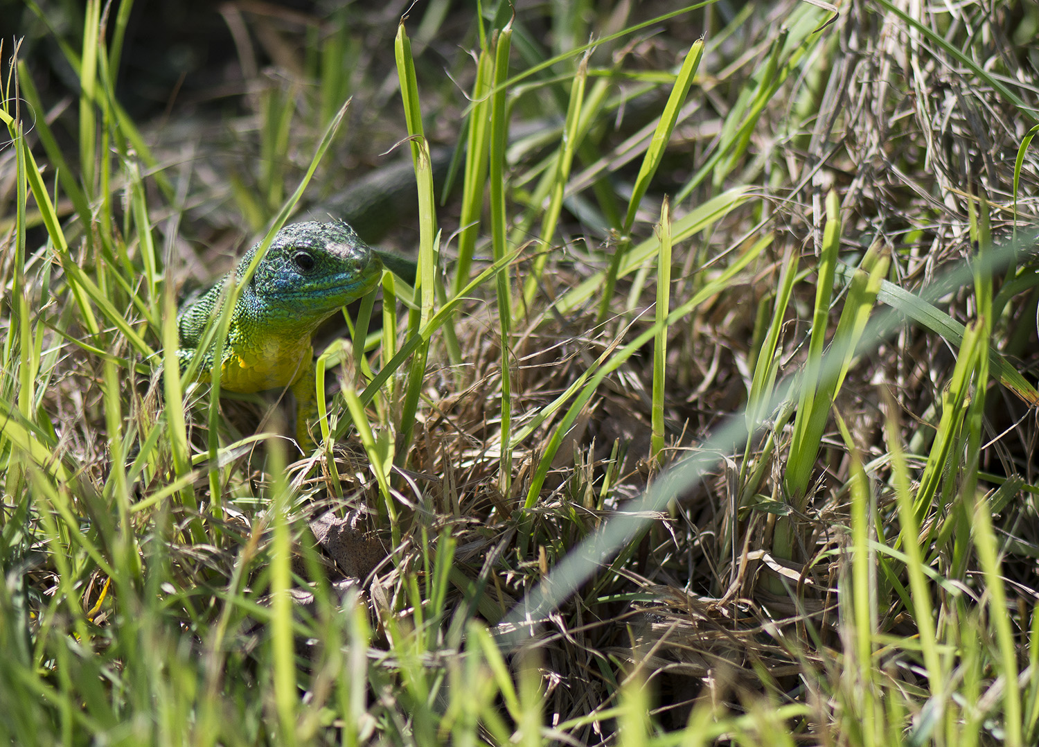 Rencontre avec le lézard vert