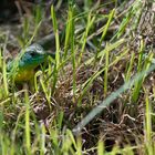 Rencontre avec le lézard vert