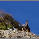 rencontre avec les isards