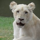 Rencontre avec les lions blancs