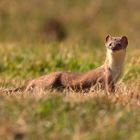 Rencontre avec l'hermine