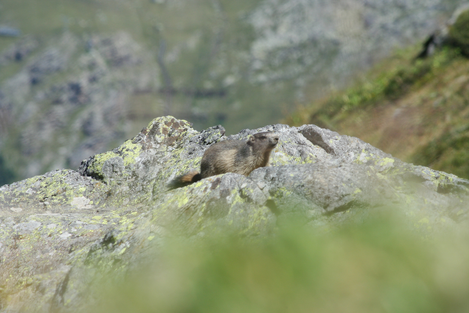 rencontre avec une marmotte, autour de Val Thorens