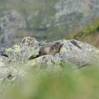 rencontre avec une marmotte, autour de Val Thorens