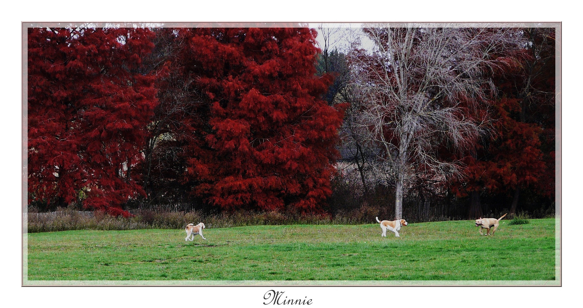 " Rencontre canine "