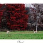 " Rencontre canine "