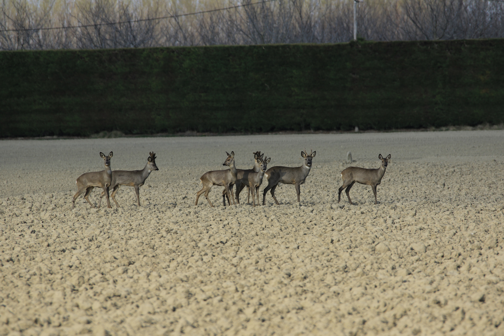 Rencontre Daim jour