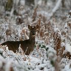 Rencontre dans la forêt enneigée.