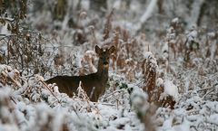 Rencontre dans la forêt enneigée.