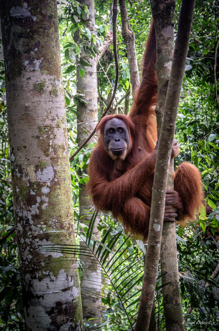 rencontre dans la jungle de Sumatra