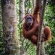 rencontre dans la jungle de Sumatra