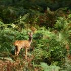 " Rencontre dans les fougères "