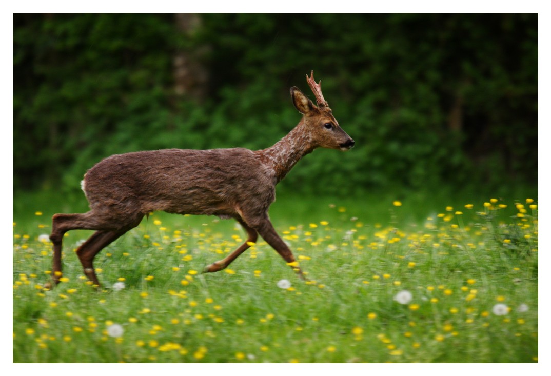 Rencontre dans un champ de fleurs