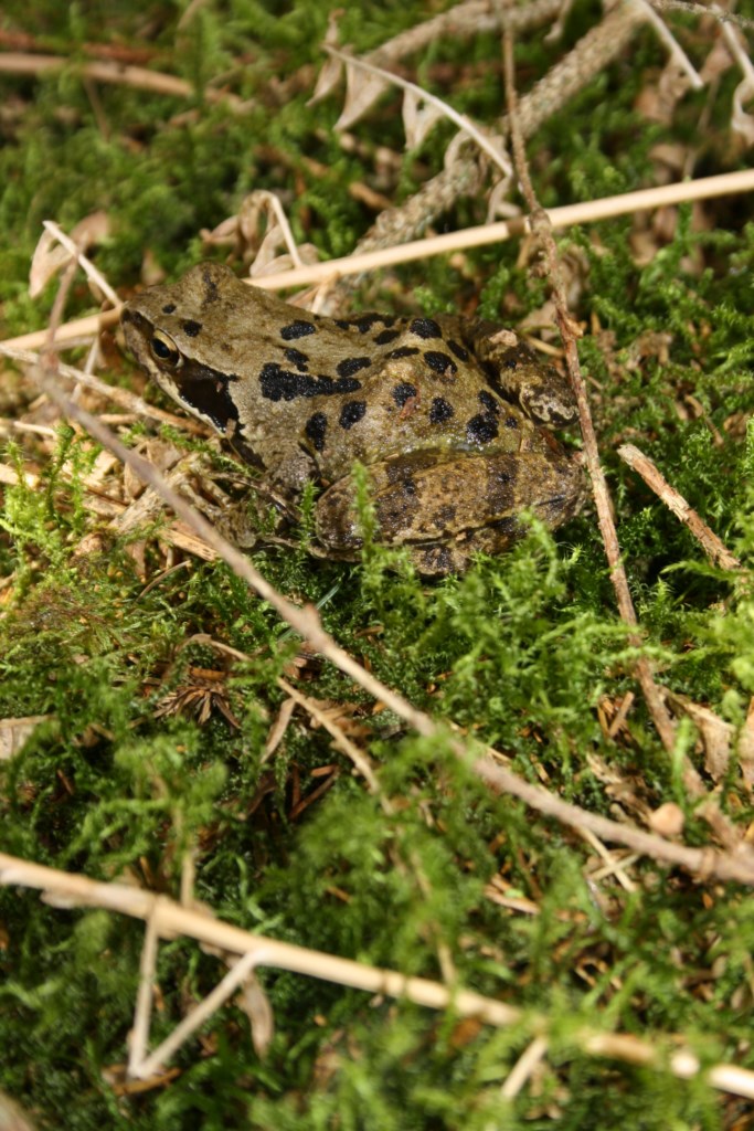 Rencontre des bois