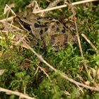 Rencontre des bois