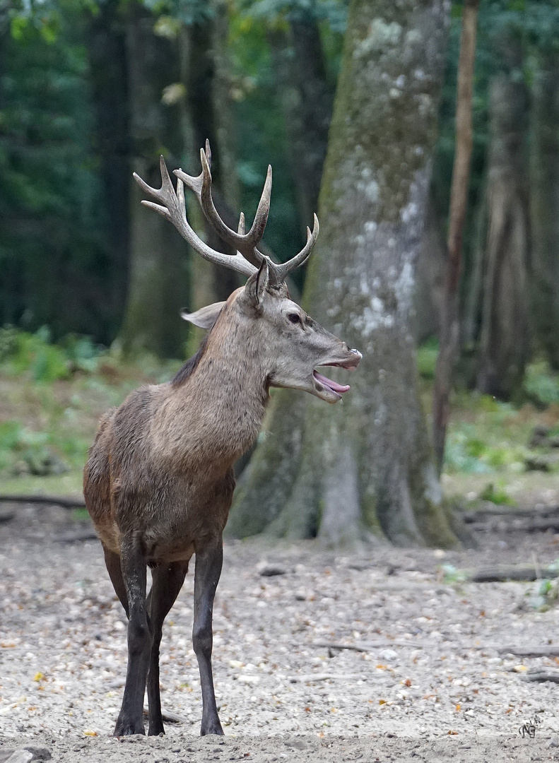 rencontre du roi de la forêt....