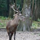 rencontre du roi de la forêt....