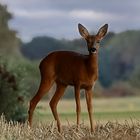 Rencontre du soir