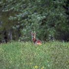 rencontre d'un soir