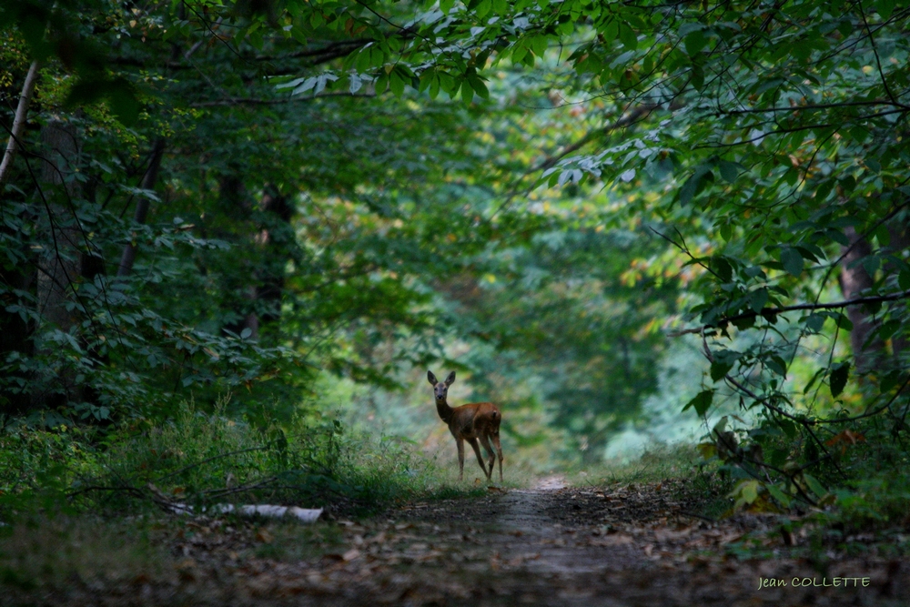 Rencontre en forêt.