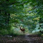 Rencontre en forêt.