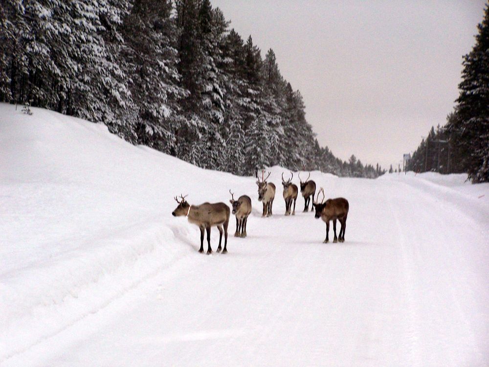 Rencontre en Laponie !!!!