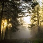 Rencontre entre le brouillard et le soleil