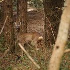 rencontre forestière :)