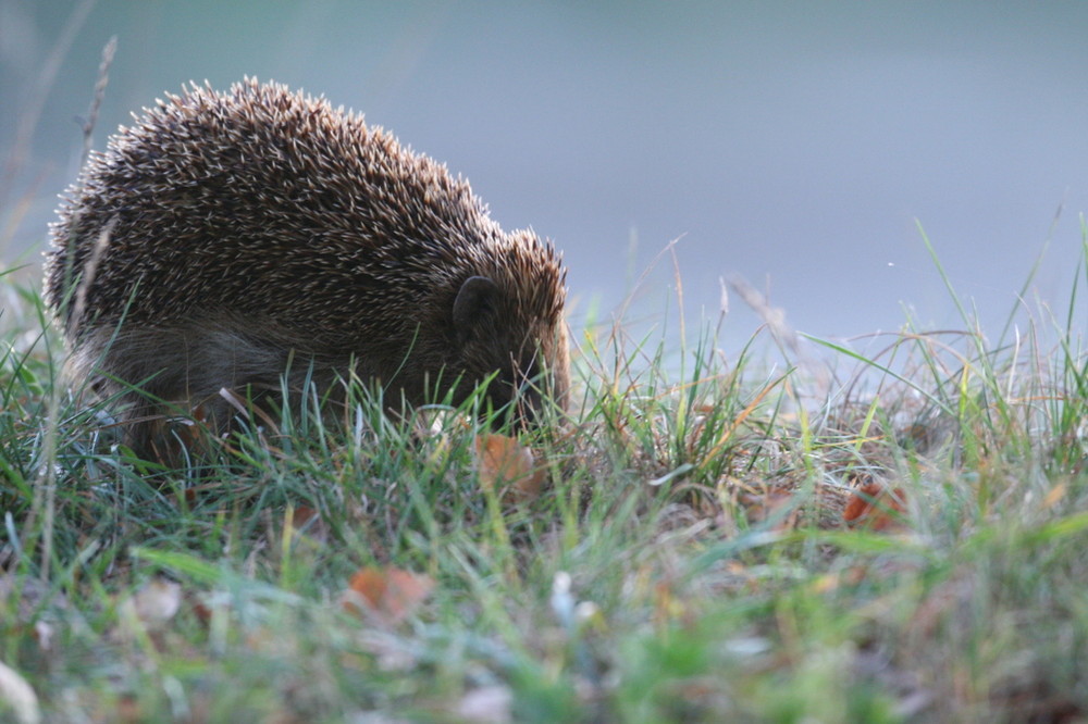 rencontre furtive